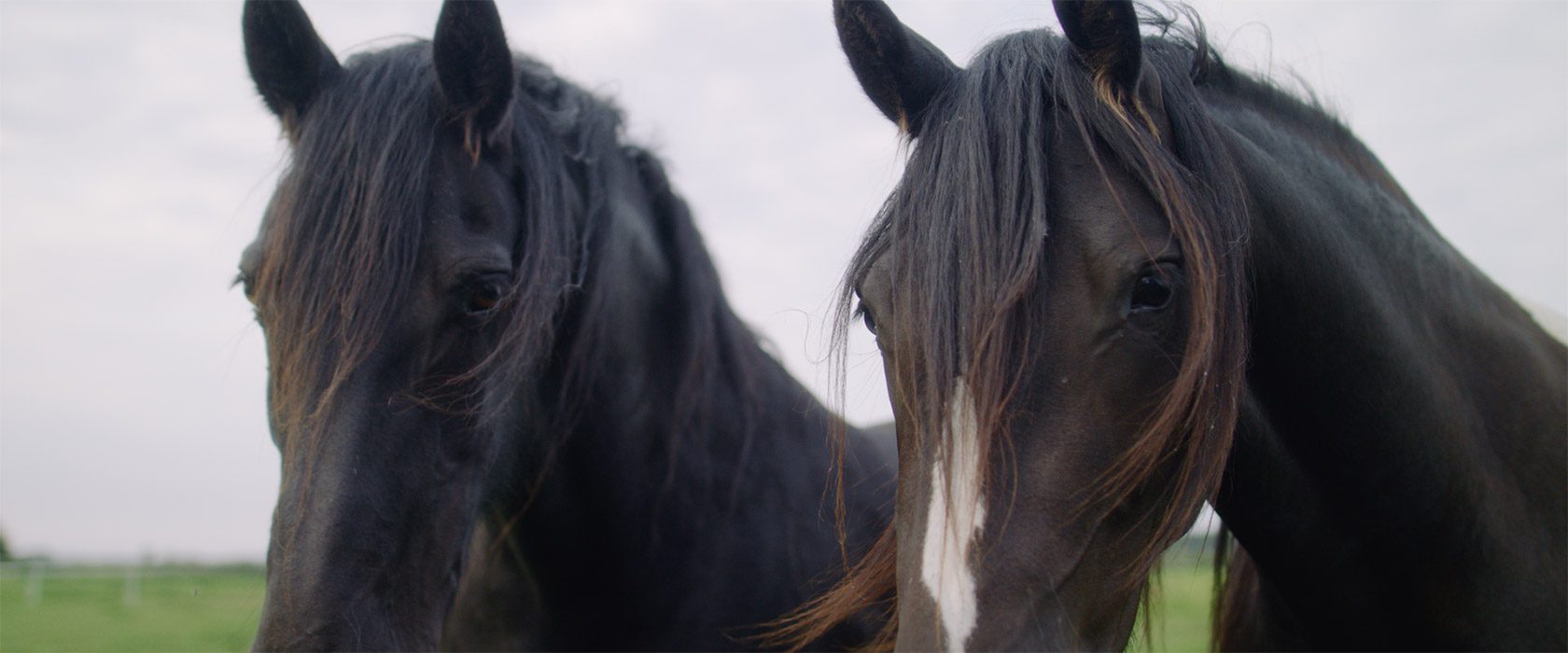 film_still_horses13_1680x700